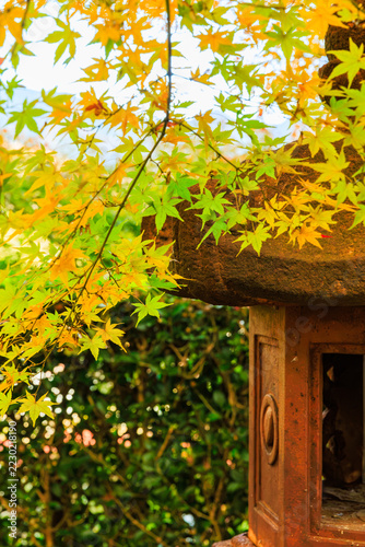秋の宝徳寺　床もみじと紅葉(群馬県桐生市)