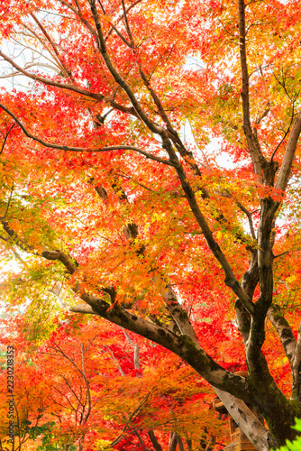 秋の宝徳寺　床もみじと紅葉(群馬県桐生市)
