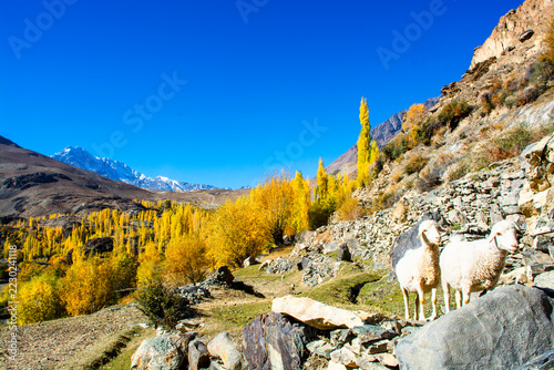 A picturesque scene of sheep grazing on a remote alpine meadow in the Hindu Kush mountains, where golden autumn colors blanket the hillsides beneath a dramatic mountain sky