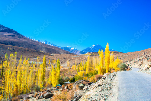 Golden trees alonside the road in the high altitude valley in the Hindu Kush range