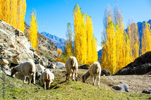 A flock of sheep grazing peacefully in the high-altitude pastures of the Hindu Kush mountains during majestic autumn, surrounded by golden grasses, colorful foliage, and towering mountain peaks
