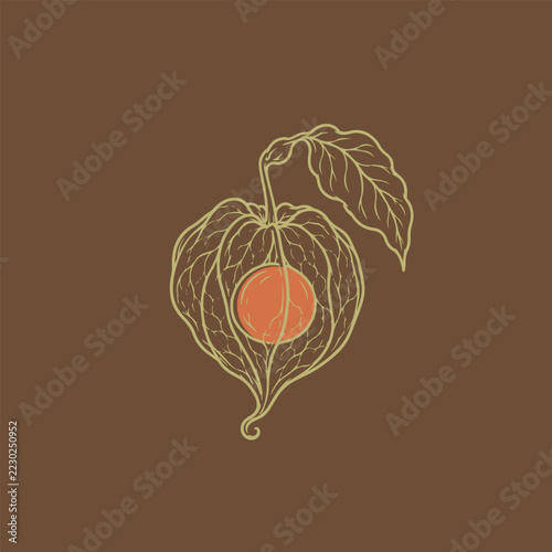 Physalis Cape Gooseberry Botanical Line Art Illustration. Hand drawn golden lantern husk with orange berry and leaf isolated on warm brown background.