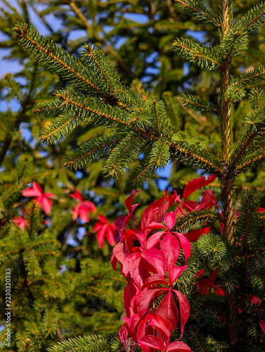 Red Autumn Leaves Intertwined with Green Evergreen Needles in Nature Close Up