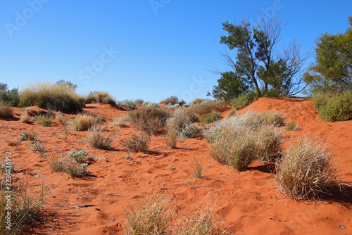 Obraz na plátně dune in the desert between kings canyon and ayers rock in the red center in aust