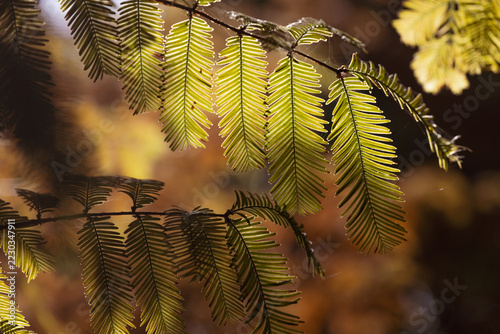 Golden Sunlit Leaves Glowing in Backlight Against a Dark Forest Background