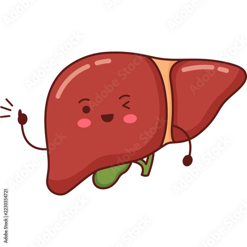 Human Liver Cartoon