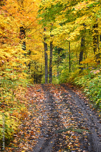 A forest path in autumn, Sainte-Apolline, Québec, Canada