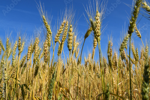 A field of wheat under a blue sky, Québec, Canada
