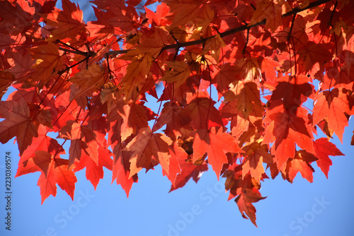A maple tree in the fall, Québec, Canada