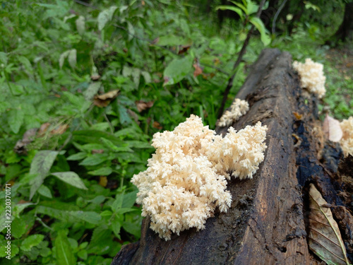 Mushrooms Hericium coralloides growing on a dead tree in the rainforest.