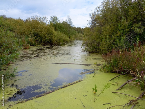 The surface of the swamp covered with duckweed
