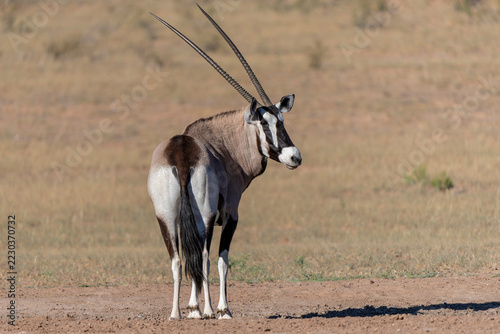 Oryx, or gemsbok (Oryx gazella) searching for food  and water in the Kgalagadi Transfrontier Park, part of the Kalahari Desert,  in South Africa