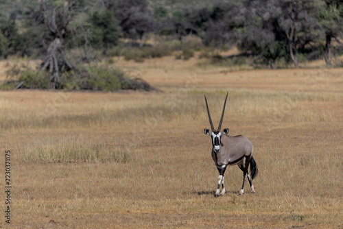 Oryx, or gemsbok (Oryx gazella) searching for food  and water in the Kgalagadi Transfrontier Park, part of the Kalahari Desert,  in South Africa