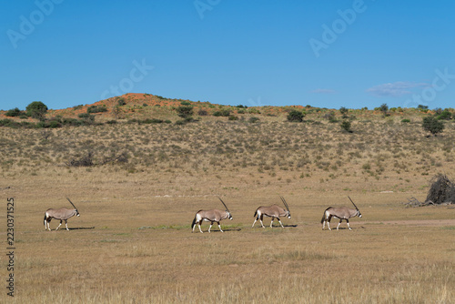 Obraz na plátně Oryx, or gemsbok (Oryx gazella) searching for food  and water in the Kgalagadi T