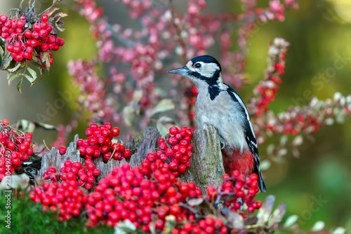 A great spotted woodpecker sits on a tree stump and eats rowan berries. A great spotted woodpecker in the nature habitat. Closeup portrait of a colorful woodpecker. Dendrocopos major