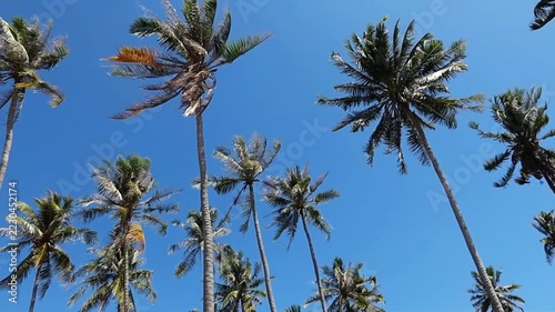 Palm trees against blue sky on windy sunny day
