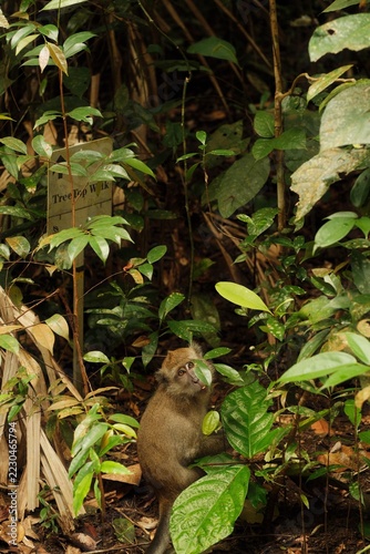 Canvas Print Monkey in Singapore