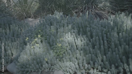 Blue Chalksticks Succulent Groundcover in Sunlight