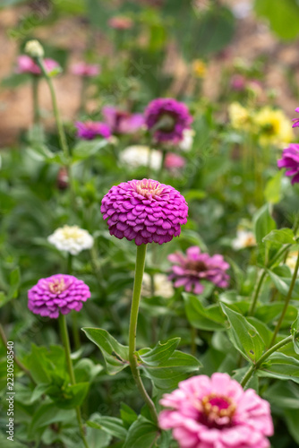 Zinnia patch