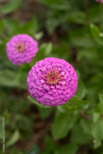 Zinnia patch