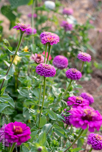 Zinnia patch