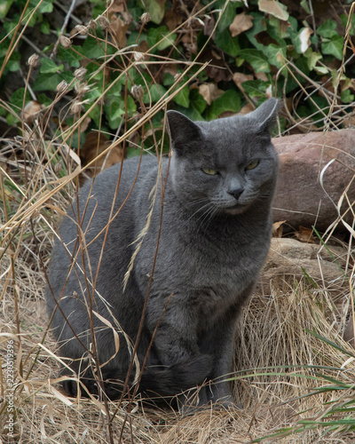 Gray Stray Cat Sitting Among Dry Grass and Ivy