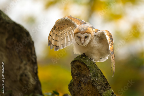 Close-up Portrait of a Barn Owl with Heart-Shaped Face