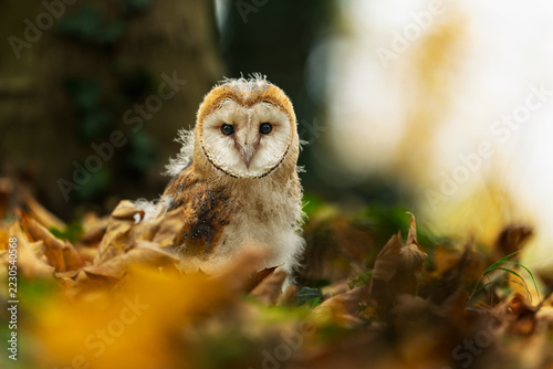 Close-up Portrait of a Barn Owl with Heart-Shaped Face