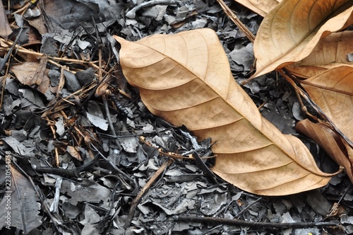 Dry fallen leaves resting on burnt ground and ashes