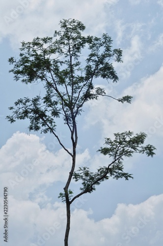 Tall slender tree reaching up towards the cloudy blue sky