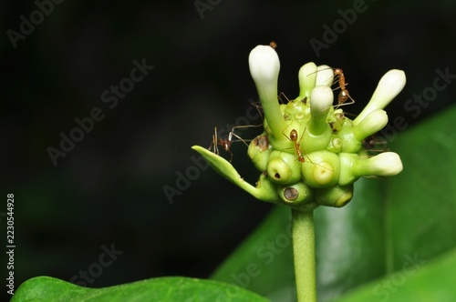 Close up of red ants on green flower buds
