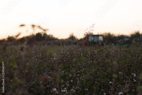 Cotton Field with Tractor in Background, Agricultural Landscape and Harvest Season.