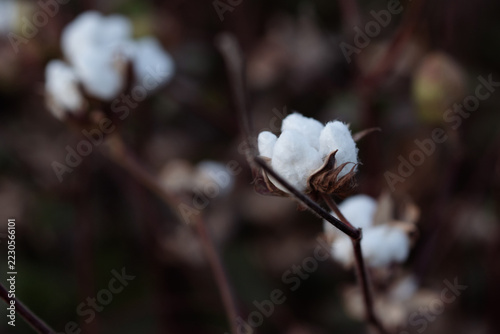 Cotton Boll, Cinematic Nature and Agricultural Background.