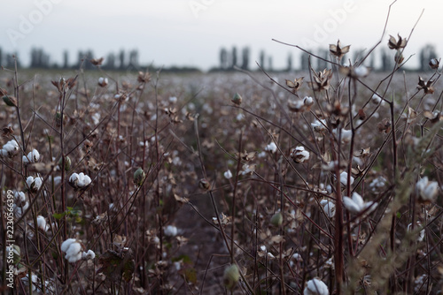 Wide View of a Cotton Field Ready for Harvest, Agricultural Landscape.