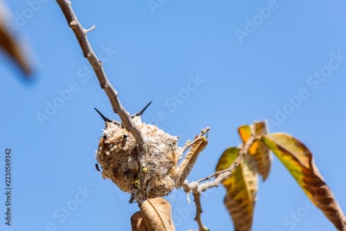 Hummingbird chick in its nest being fed by its mother