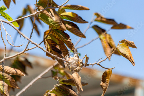 Hummingbird chick in its nest being fed by its mother