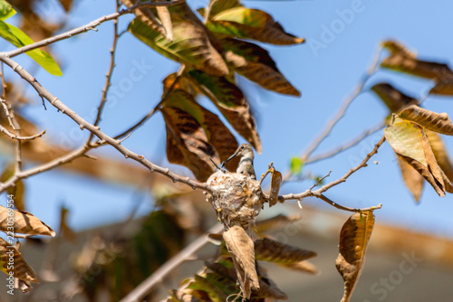 Northern Hummingbird family in their nest