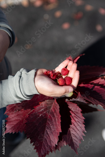 Close-up of kid hands with fresh ripe raspberries over dark burgundy autumn leaves