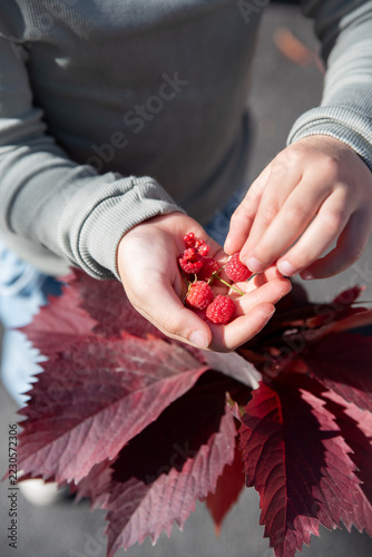 Child holding a handful of fresh red raspberries in palms outdoors in autumn