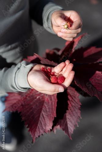 Close-up of kid hands with fresh ripe raspberries over dark burgundy autumn leaves