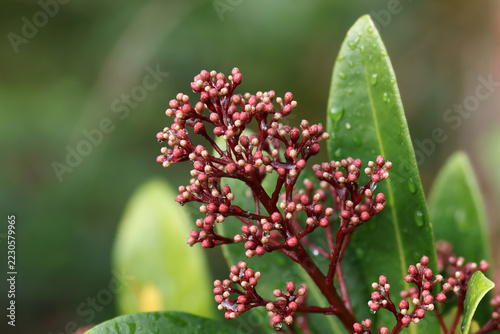 close-up of red small flower buds against the green leaves of a Skimmia japonica shrub outdoors in a natural garden setting in sunlight and blurred background