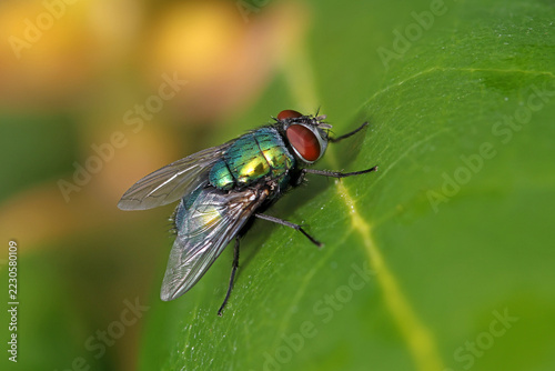 close-up of a green bottle fly lucilia sericata with iridescent metallic body and red eyes resting on green leaf in nature and sunlight