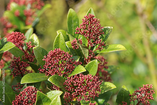 close-up of red small flower buds against the green leaves of a Skimmia japonica shrub outdoors in a natural garden setting in sunlight and blurred background