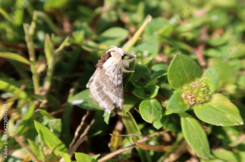 Oak processionary moth (Thaumetopoea processionea), closeup