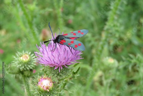 Zygaena butterfly on thistle flower in the meadow