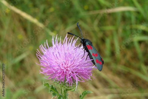Zygaena butterfly on thistle flower in the meadow