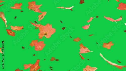 Wind starting maple leaves drifting, rotating over transparent pane with teal streaks, adding depth