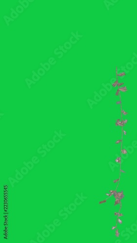 Vertical video: Stem appearing at right, extending down with buds, settling for design, transparent