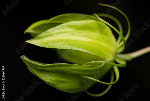 Close-up of a scarlet hibiscus (Hibiscus coccineus) bud, which glows green against a dark background.