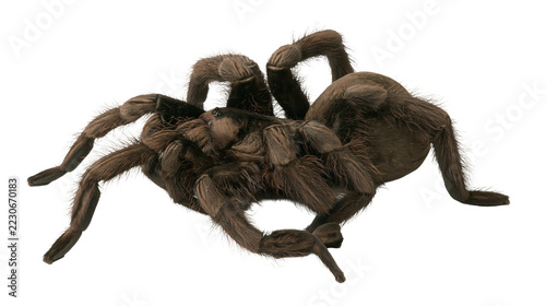 Obraz na plátně Isolated detailed hairy dark brown tarantula spider, exotic venomous arachnid cr